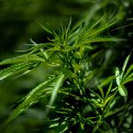 quade-du-toit-zOiArnNeI5I-unsplash